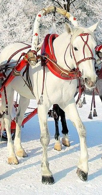 Balade en traîneau à cheval à Saint-Pétersbourg Balade en traîneau à cheval à Saint-Pétersbourg