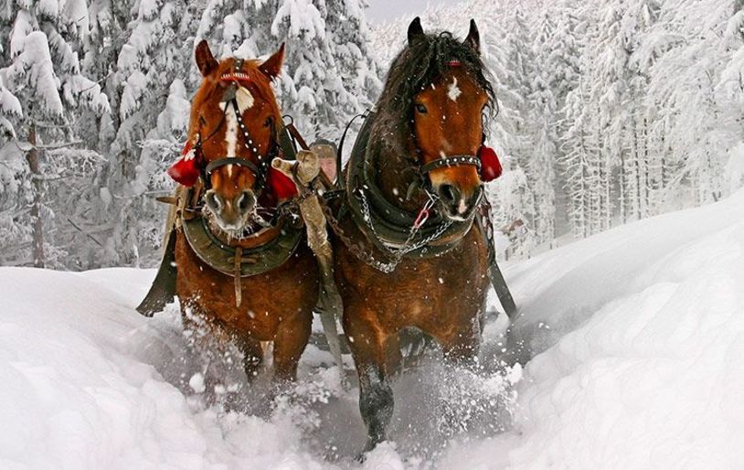 Voyage en Carélie en hiver Voyage en Carélie en hiver